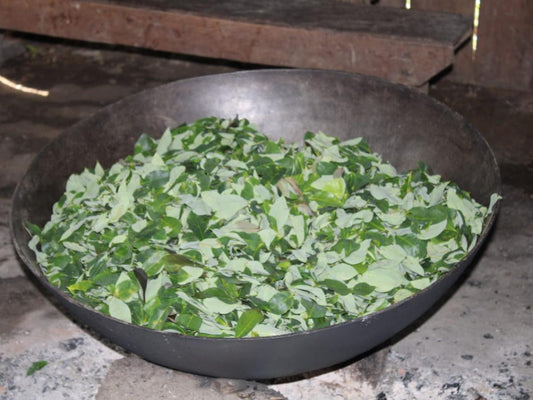 Hoja de los Andes