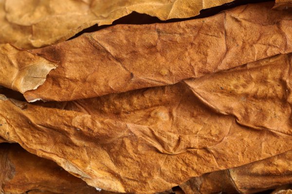 Tabaco Virginia en Hoja Mayoreo para Rezar, Fumar y Fertilizar